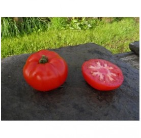 Tomate rouge de Namur