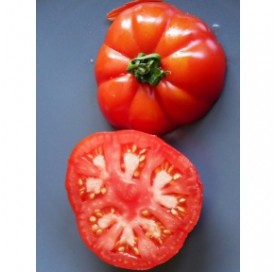 Tomate triomphe de Liège