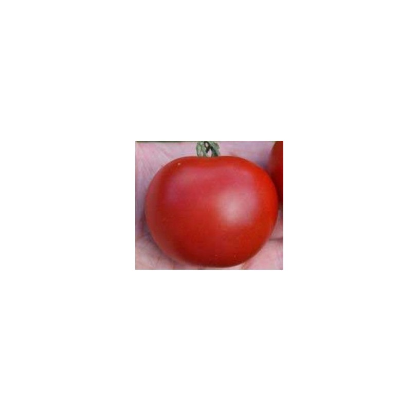 Tomate Matina