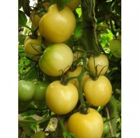 Tomate blanche de Picardie