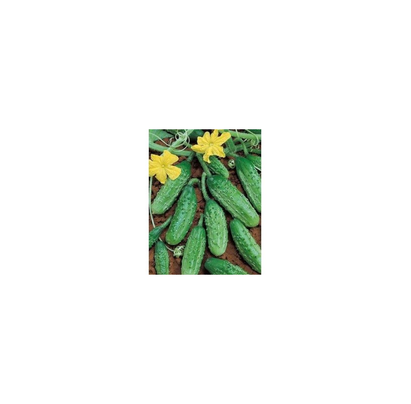 Cornichon petit vert de Paris