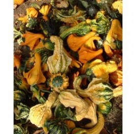 Courge Coloquintes Indian mix
