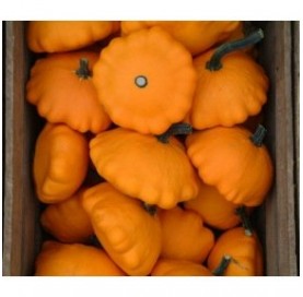 Courge Pâtisson Orange